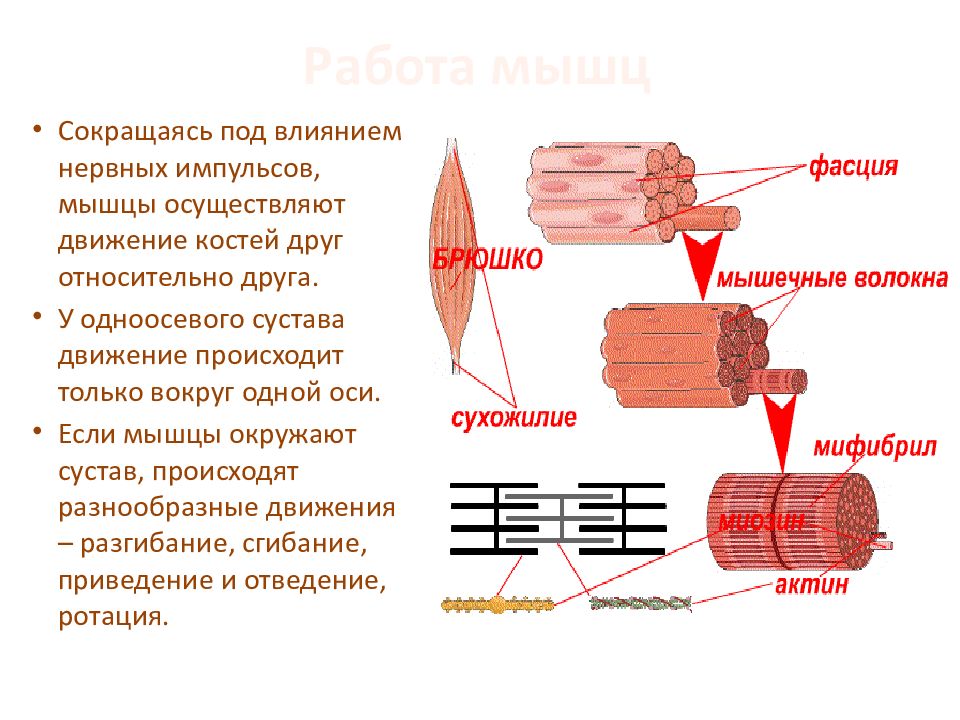 Изображение скелетных мышц