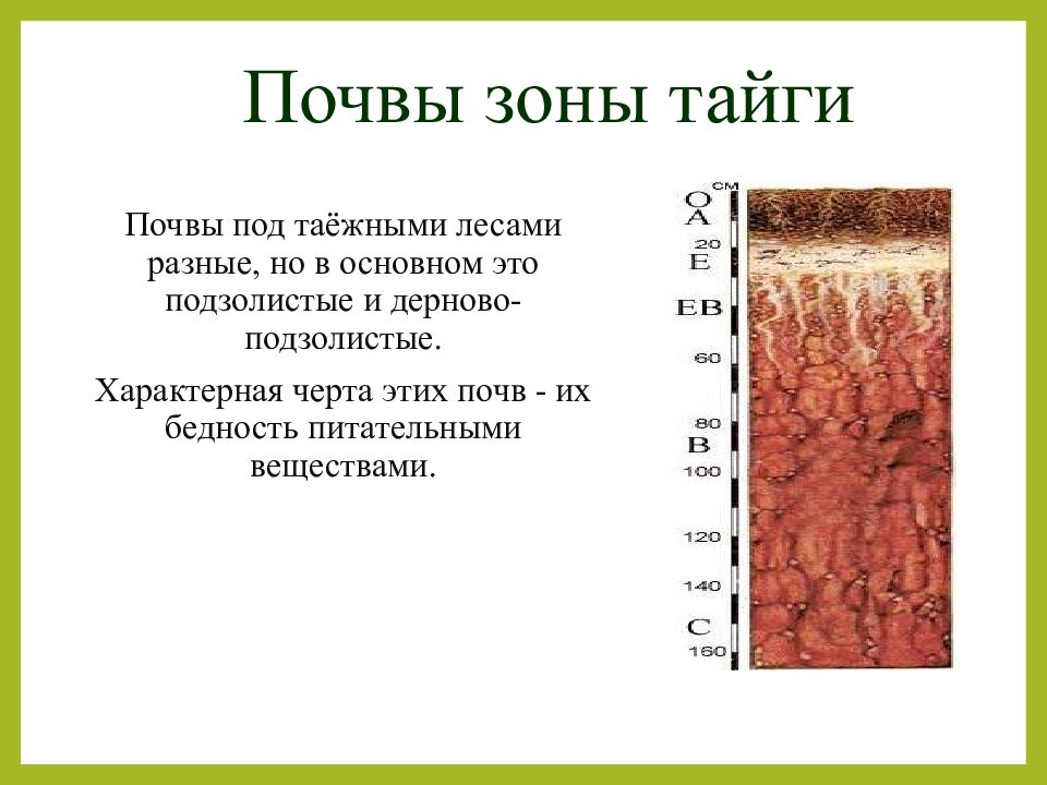 Какой цифрой на картинке обозначен профиль таежной подзолистой почвы