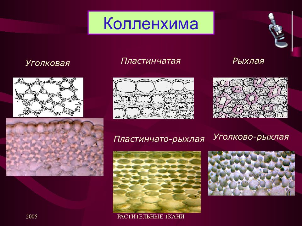 Колленхима. Пластинчатая ткань колленхима. Колленхима уголковая пластинчатая рыхлая. Уголковая колленхима строение. Рыхлая колленхима строение.