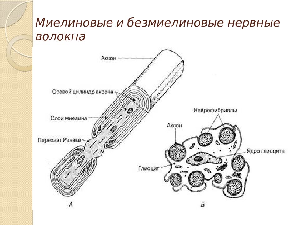 Строение нервного волокна рисунок