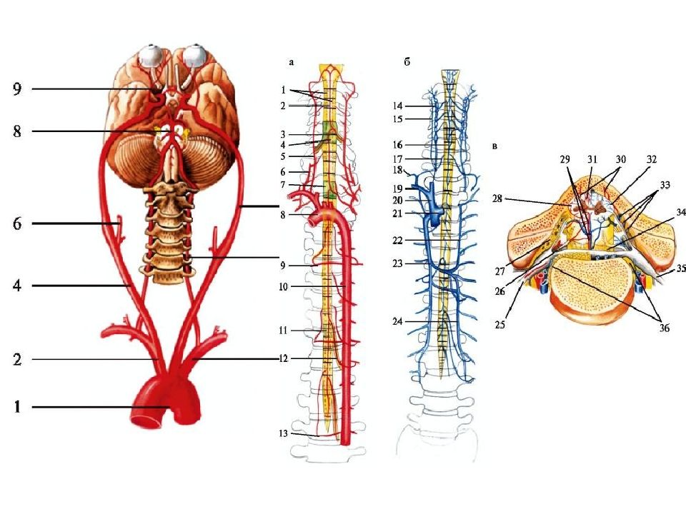 Позвоночный мозг. Крепление головы к позвоночнику. Позвоночник и спинной мозг.