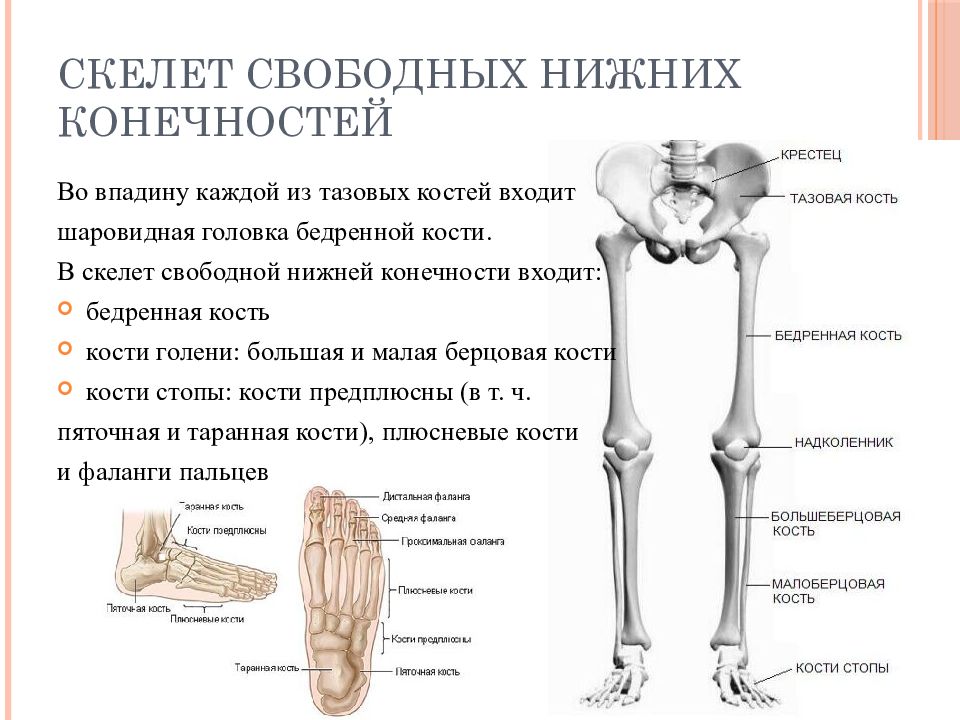 Анатомия нижней конечности человека. Скелет нижней конечности. Строение бедренной кости. Кости свободной части нижней конечности. Строение нижних свободных конечностей анатомия. Кости нижней конечности вид спереди.