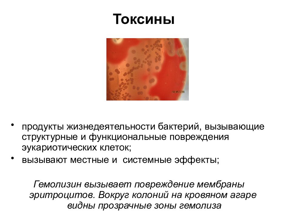 Учение об инфекции микробиология презентация