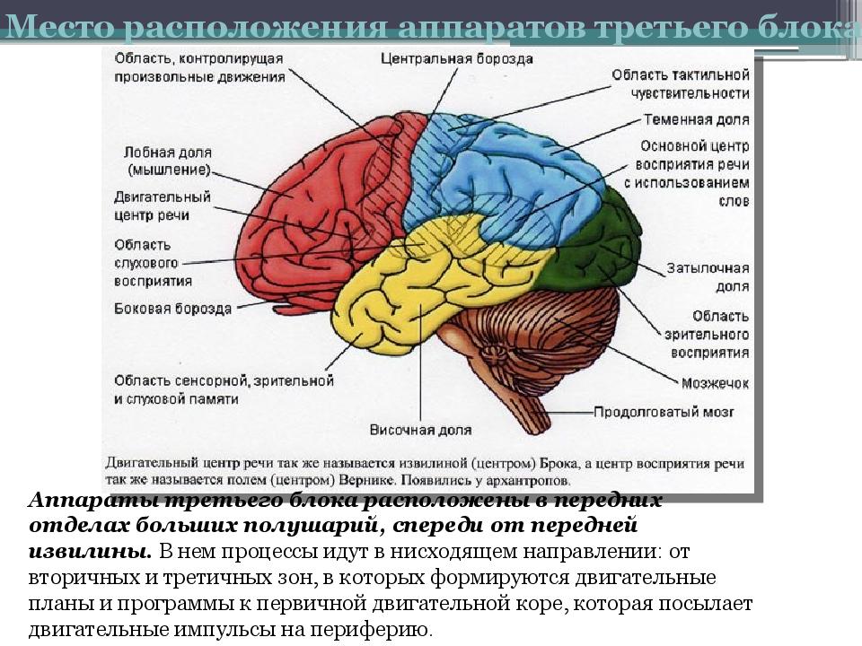 Блоки мозга по лурия с картинками