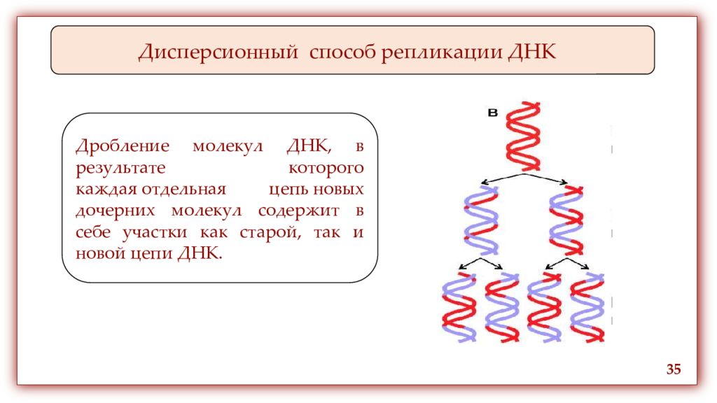 Структуры молекулы днк установили. Дисперсионная модель репликации. Консервативный механизм репликации ДНК. Консервативный способ репликации ДНК. Полуконсервативный механизм репликации ДНК.