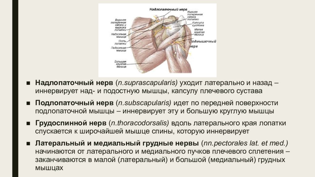 Иннервация сустава. Надлопаточный нерв анатомия топография. Туннельный синдром подлопаточного нерва. Иннервация плечевого сустава анатомия. Надлопаточный нерв иннервация.