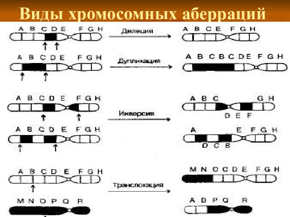 Изобразите в виде схемы процесс формирования структур содержащих хромосомные наборы у человека