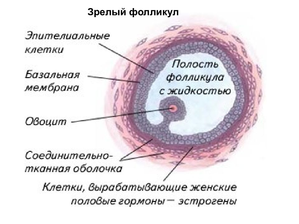 Женская половая жидкость. Яйцеклетка в фолликуле. Женская половая/система фолликул. Яйцеклетка это женская половая.