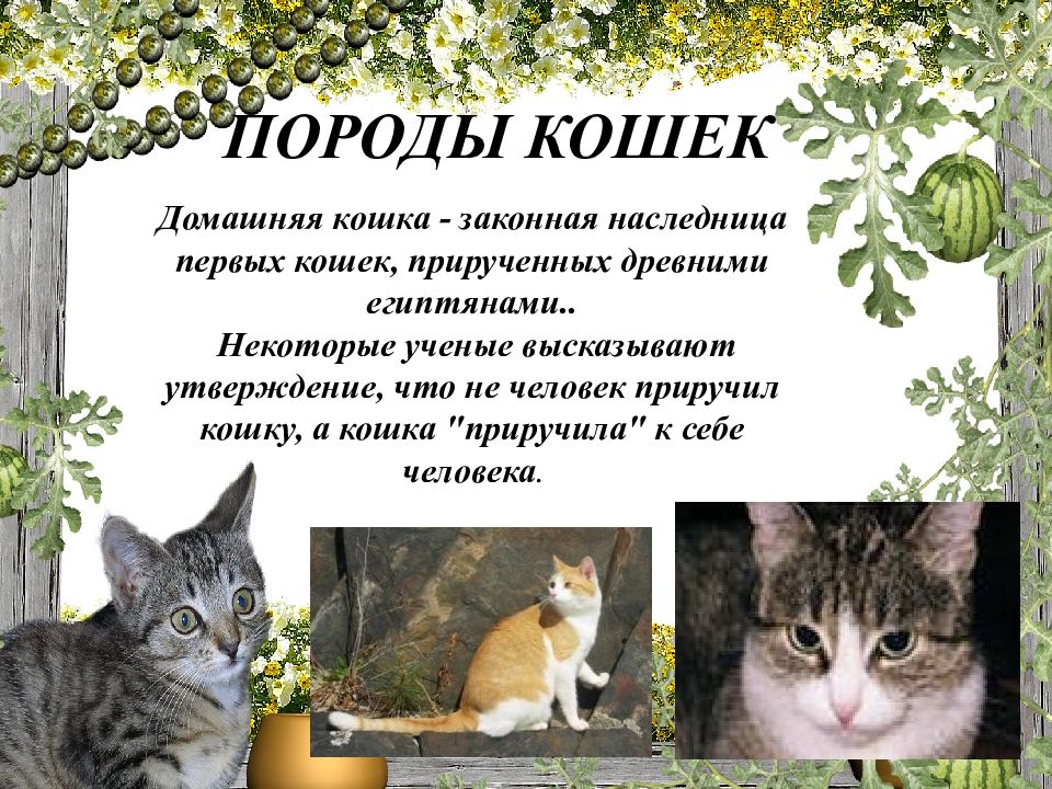 Про кошка 1. Интересные факты о кошках. Интересные кошки. Факты о породах кошек. Интересный текст про кошек.