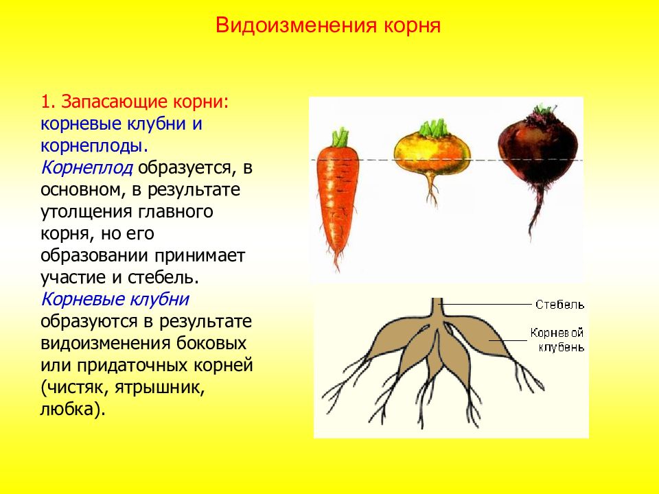 Что относится к видоизмененным корням биология 6. Видоизмененные корни корнеплоды. Корнеплод это видоизмененный корень и стебель. Корнеплод свеклы это видоизмененный корень.