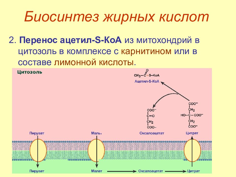 В процессе синтеза происходит. Биосинтез жирных кислот биохимия из ацетил КОА. Биосинтез высших жирных кислот 2 этап. Подготовительный этап синтеза жирных кислот. Цикл синтеза жирных кислот.