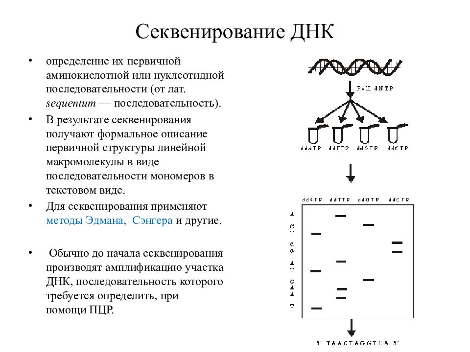 Пцр полимеразная цепная реакция презентация