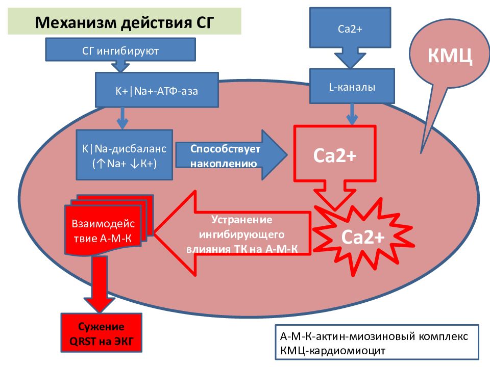 Механизм действия кардиотонических средств. Механизм действия дигоксина схема. Кардиотонические препараты механизм действия. Механизм действия кардиотонических средств схема. Механизм действия СГ.