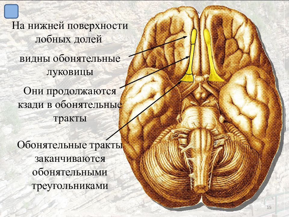 Обонятельные доли мозга. Обонятельная луковица головного мозга анатомия. Обонятельный тракт головного мозга. Обонятельный треугольник анатомия. Обонятельная луковица анатомия.
