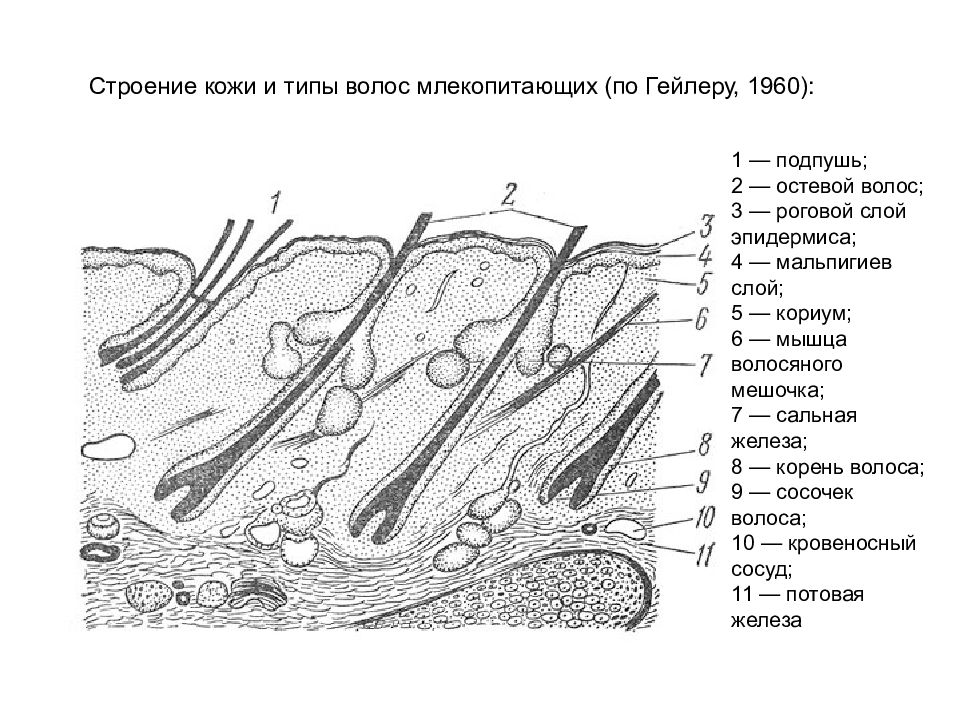 Рисунок строение кожи млекопитающего рисунок