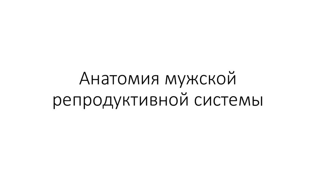 Анатомия мужской репродуктивной системы