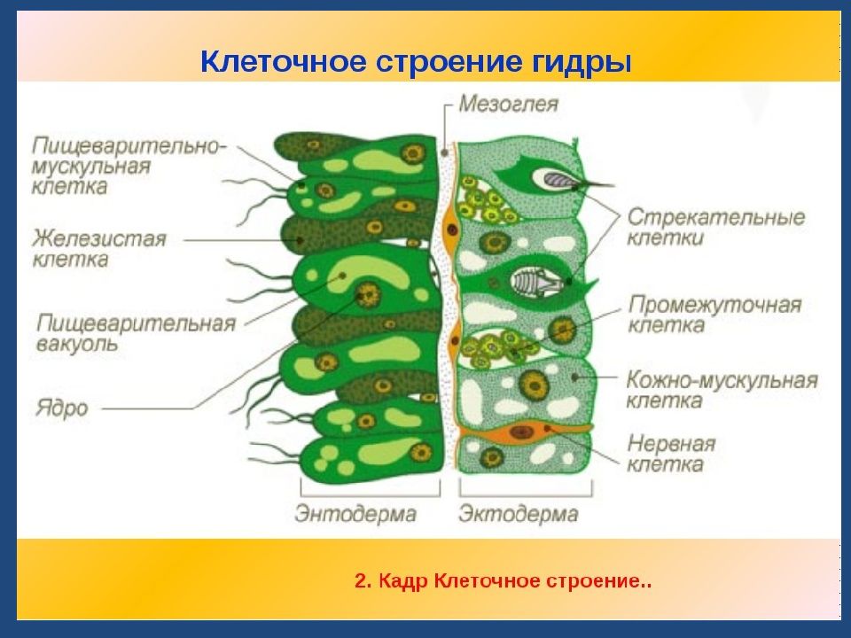 Презентация кишечнополостные егэ биология