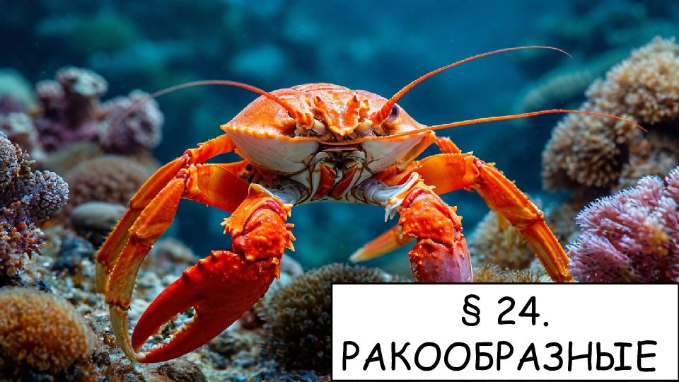 24. РАКООБРАЗНЫЕ