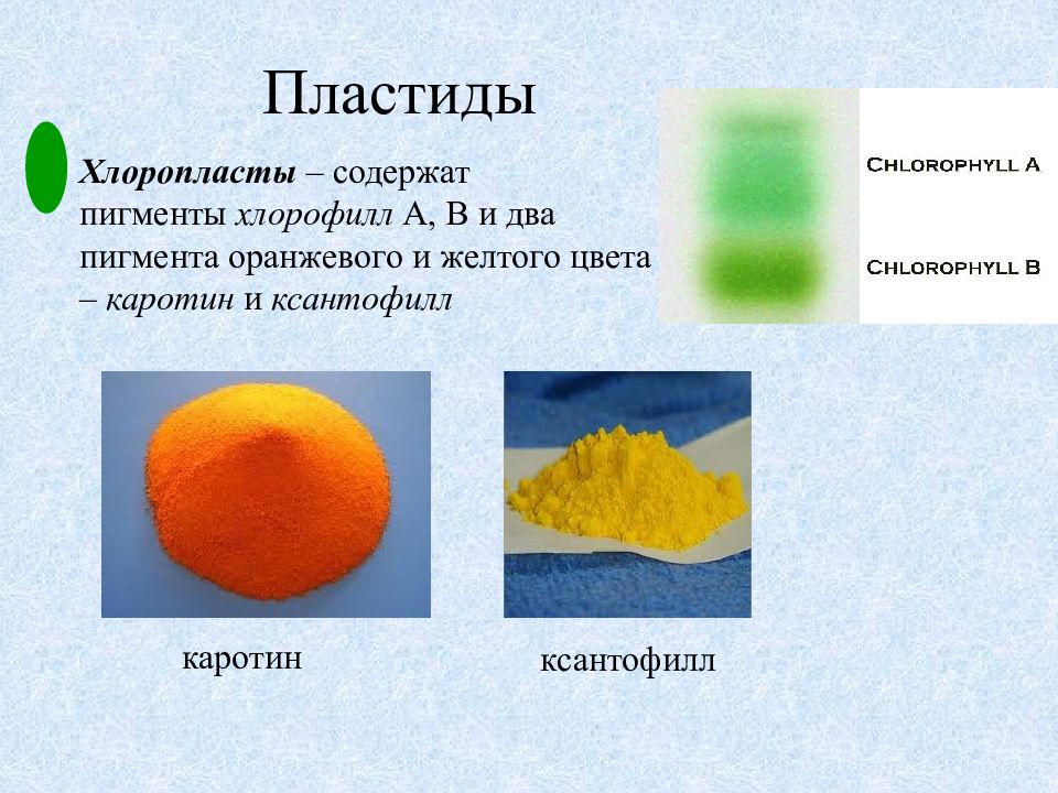Пигмент хлорофилла содержится