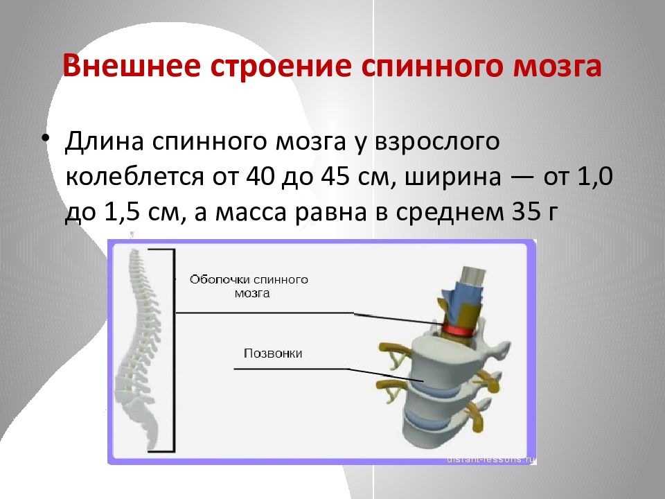 Нервная система человека огэ презентация