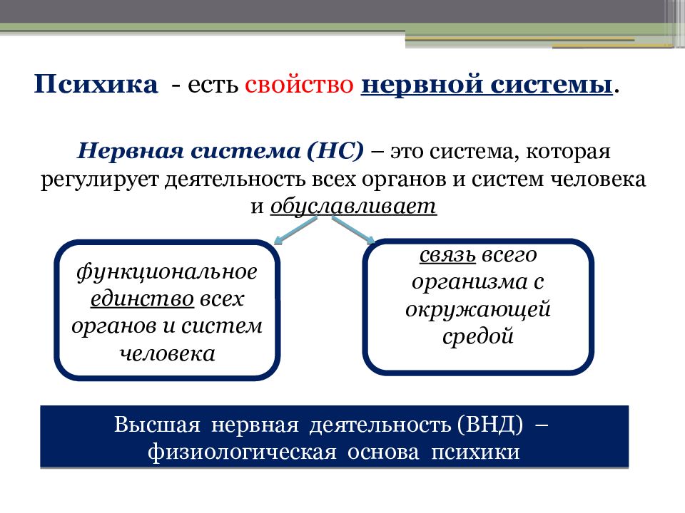 Основы психики. Основа психики. Естественно научные основы психики. Функциональное единство.