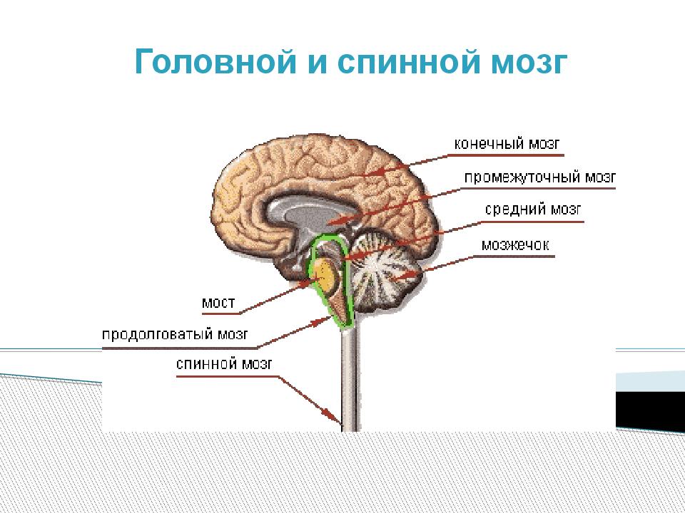 Правильная последовательность расположения отделов ствола головного мозга