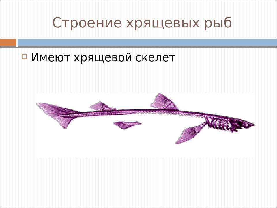 Класс хрящевые рыбы презентация. Осевой скелет хрящевых рыб. Хрящевые рыбы строение. Хрящевые и костные рыбы. Скелет хрящевых и костных рыб.