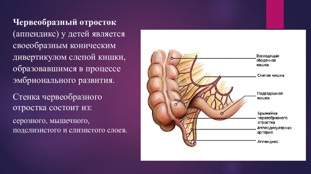 Строение стенки червеобразного отростка