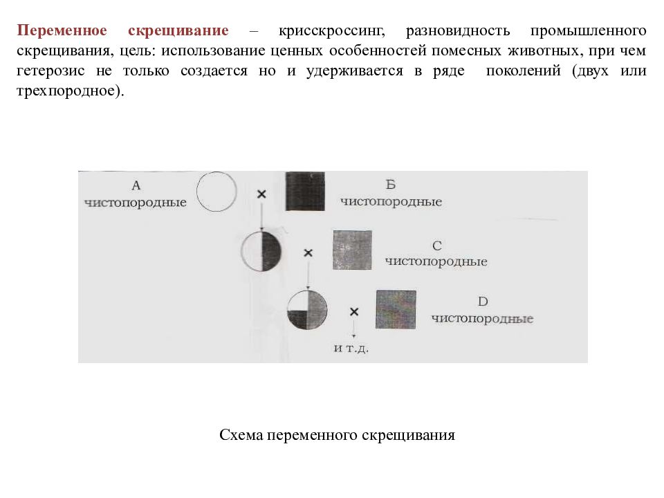 Воспроизводительное скрещивание в животноводстве схема