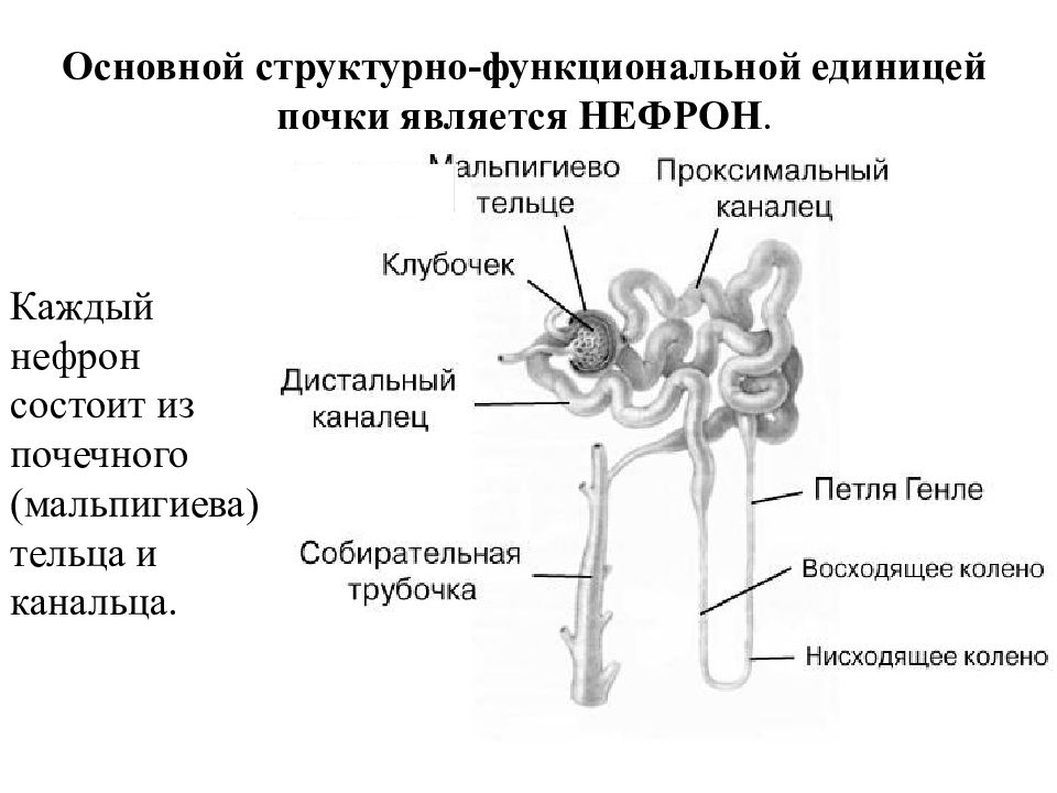 Структурной единицей кости является