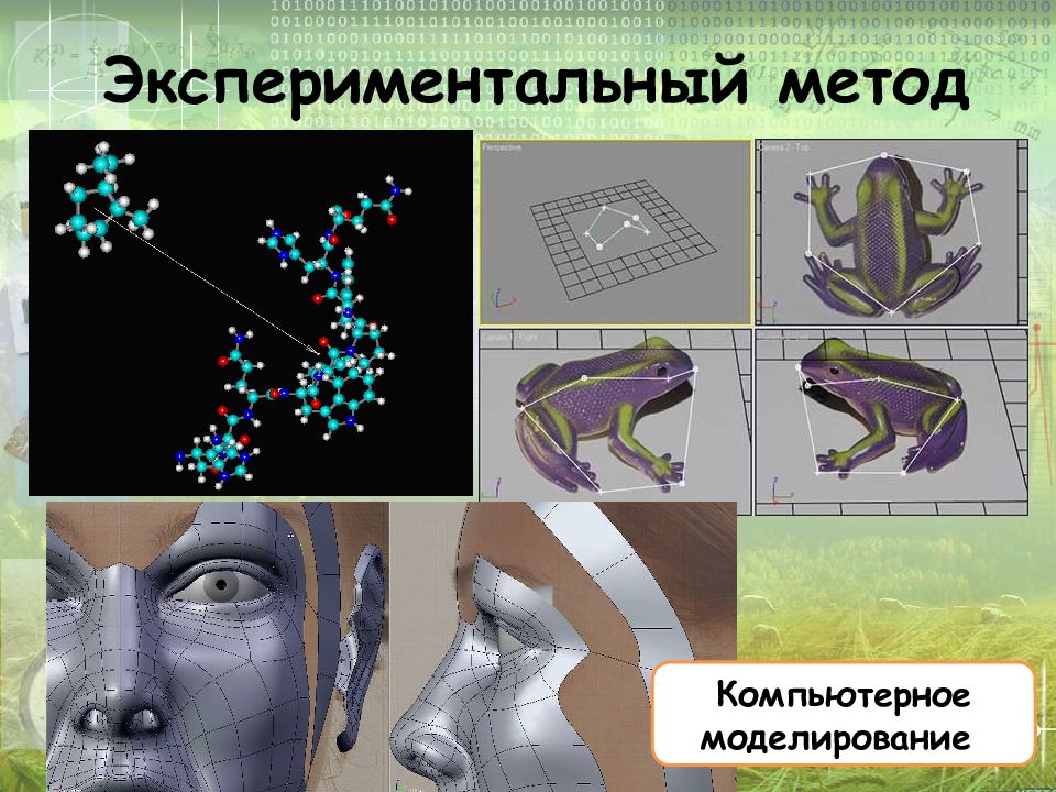 Компьютерное моделирование в биологии проект по информатике