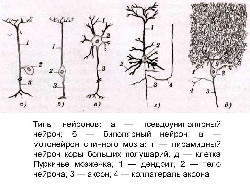 Нейроны виды. Псевдоуниполярный Нейрон функции. Псевдоуниполярный Нерон функции. Типы нейронов схема. Типы нейронов псевдоуниполярный.