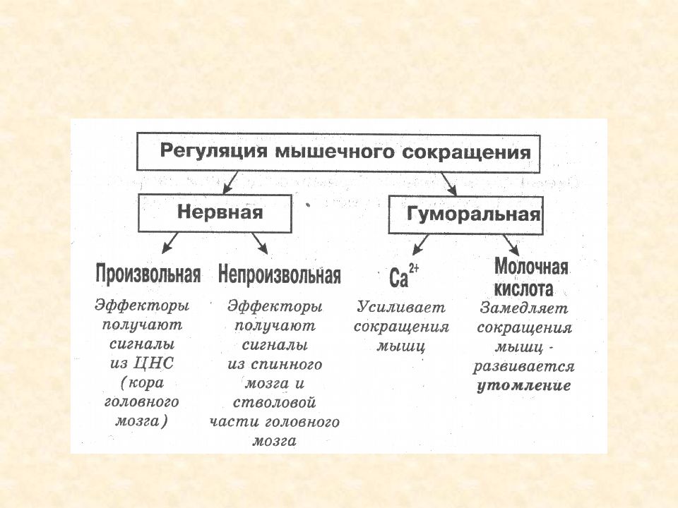 Непроизвольное сокращение. Регуляция мышечного сокращения. Механизм и регуляция мышечного сокращения. Регуляция работы мышц. Регуляция силы сокращения мышц физиология.