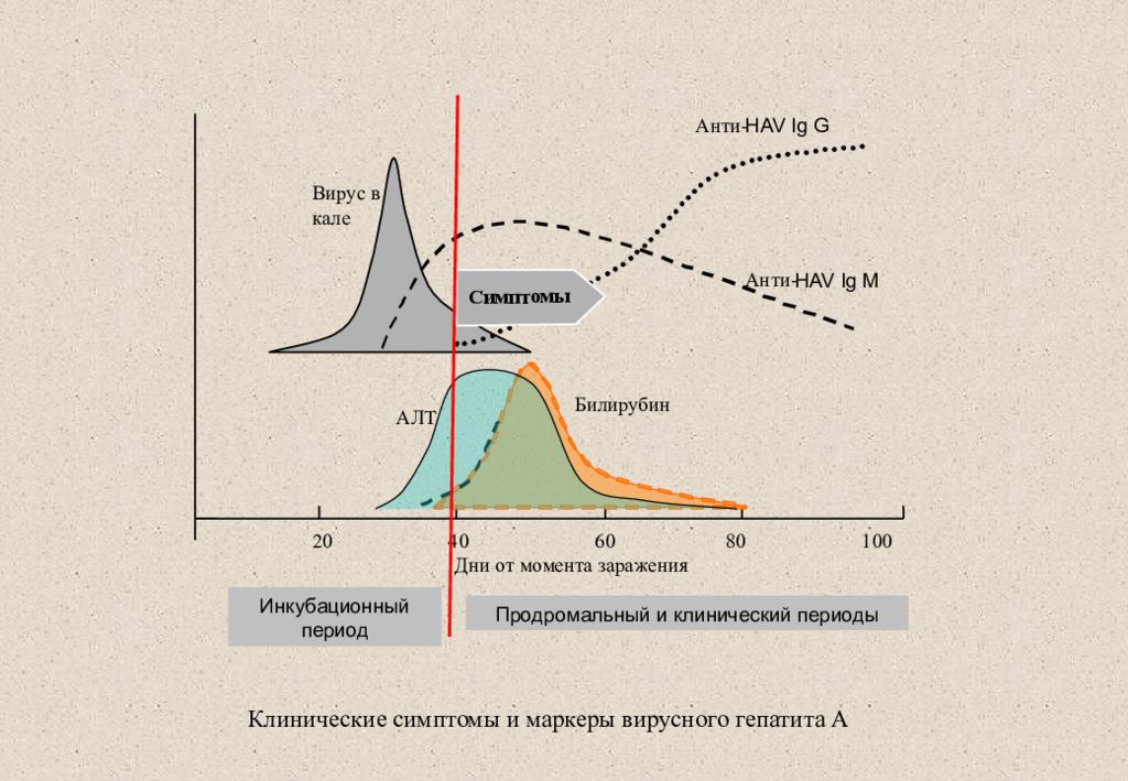 Момент заражения. Hav вирус. Анти hav IGG. Продромальный период гепатита в маркеры. Маркеры анти hav ig g.