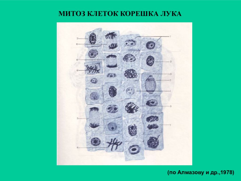 Митоз в клетках корешка. Митоз клеток корня лука. Фазы митоза в клетках корешка лука. Митоз растительной клетки корешок лука. Микропрепарат клеток корешка лука.