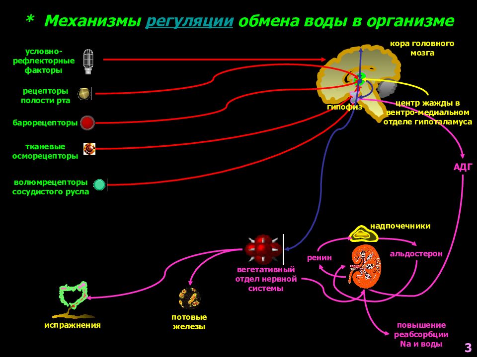 Схема регуляции водно солевого обмена