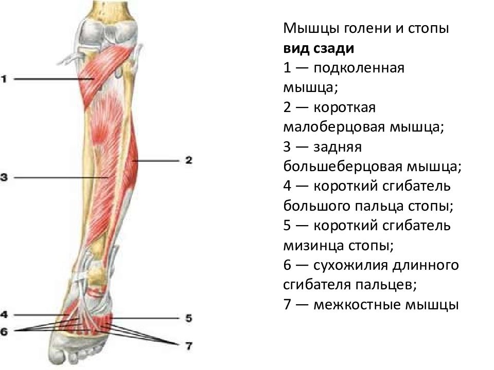 Левая голень. Мышцы голени сзади. Мышцы голени и стопы вид сзади. Задняя большеберцовая мышца голени. Мышцы голени Синельников.