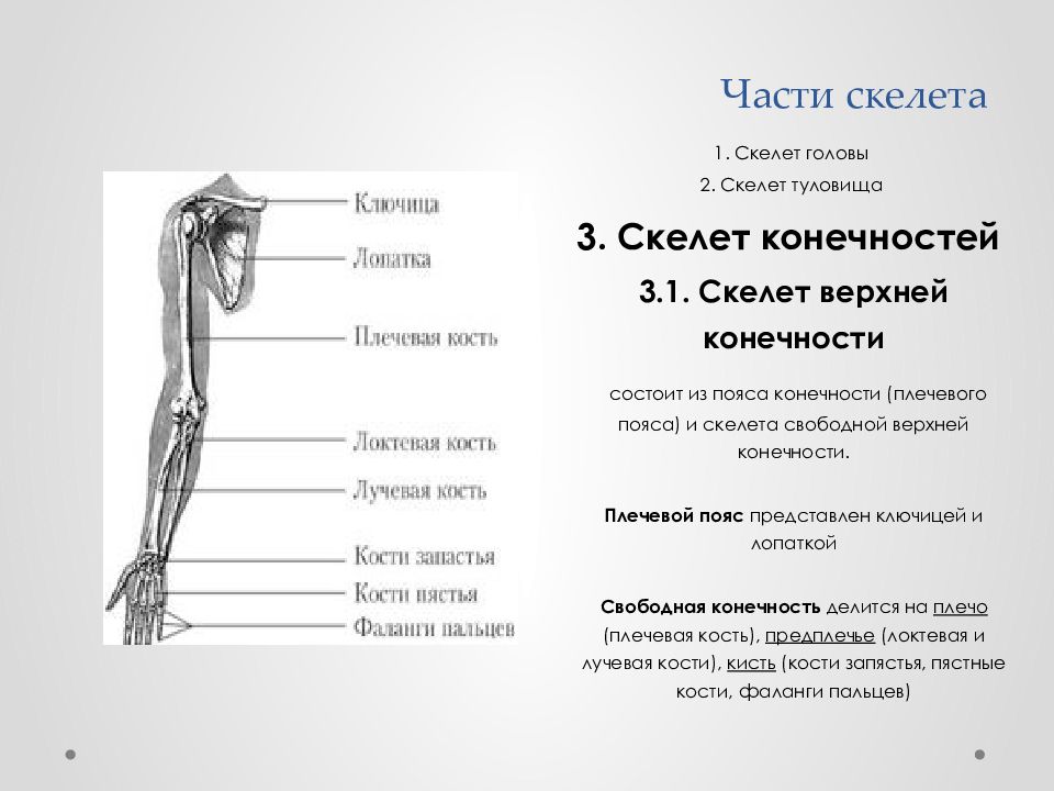 Строение скелета человека предплечье