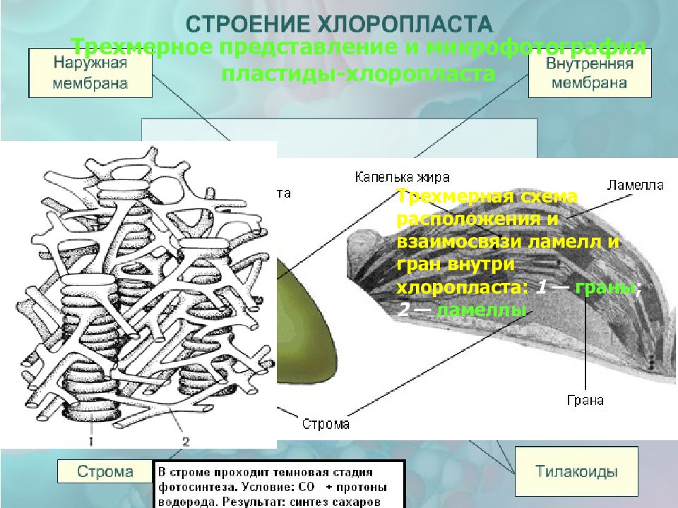 Уровень организации хлоропласта. Внешняя мембрана хлоропластов. Схема строения хлоропласта. Строение хлоропласта. Ламеллы хлоропластов.