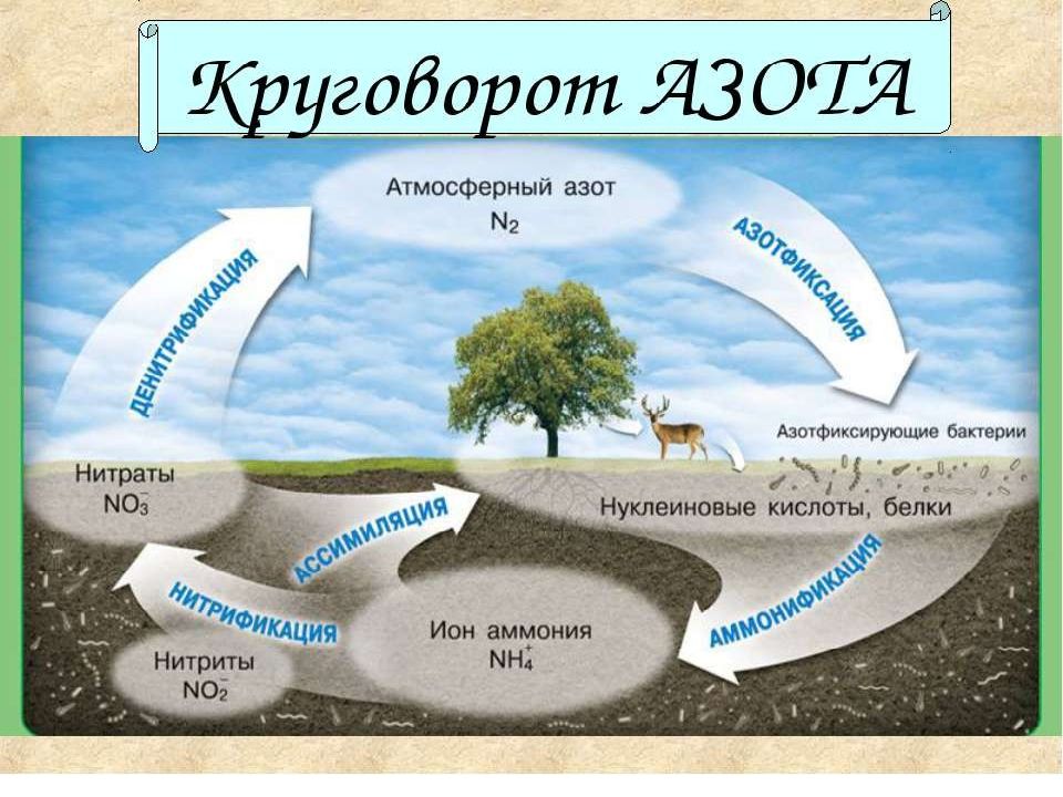 Презентация на тему циклы