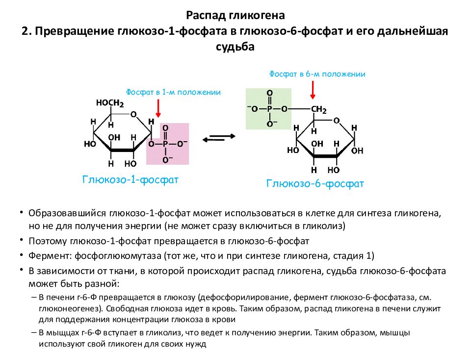 Превращение глюкозы в запасной углевод гликоген. Превращение глюкозы в запасной углевод гликоген. Превращение глюкозы в гликоген. Метаболизм глюкозо-6-фосфата. Прекращение глюкозы в гликоген печени.