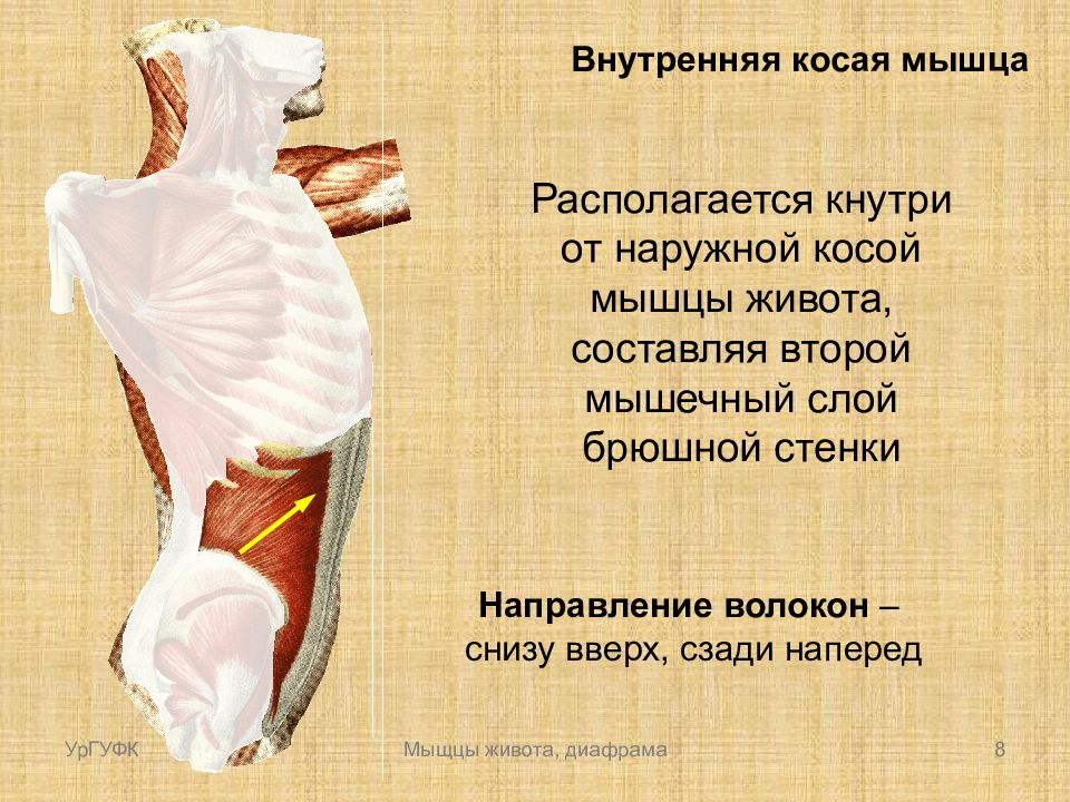 Внутренняя косая мышца. Направление волокон наружной косой мышцы живота. Направление волокон внутренней косой мышцы живота. Кнутри мышцы. Внутренняя мышца живот миология.