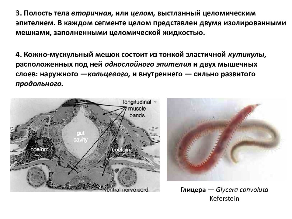 Вторичное тело. Целомический эпителий кольчатых. Целомический эпителий это у червей. Эпителий целомического типа. Целотомический эпителтй.