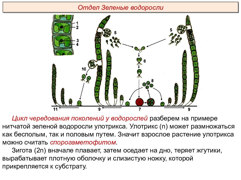 Размножение и развитие низших растений. Особенности организации водорослей. Общая характеристика водорослей 5 класс. Расположение водорослей по глубине. Цикл низших растений.