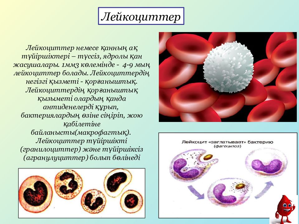 Лейкоцитов в 1 мм. Лейкоциты презентация. Иммунитет тромбоциты лейкоциты. Эритроциттер. Эритроциты и лейкоциты.