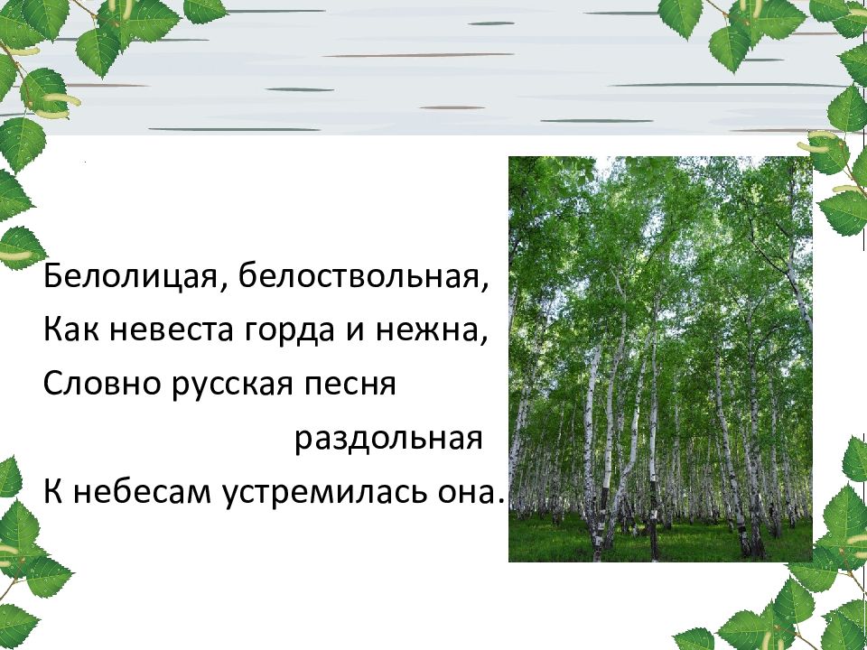 Какое русское какое милое дерево береза. Стих Березка белоствольная. Березка нет дерева сердцу милей. Белоствольная береза символ Родины моей стихотворение. Слайд белоствольная береза символ Родины моей.