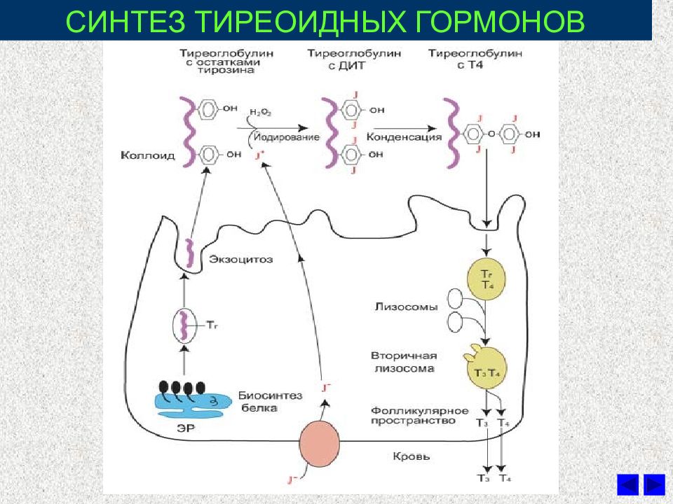 Гормоны щитовидной железы схема