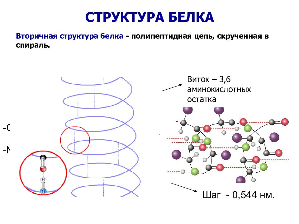 Структурные белки. Вторичная структура полипептидной цепи белка. Белок структура цепь. Структура белка в полипептидной цепи. Вторичная структура белков цепь аминокислот.