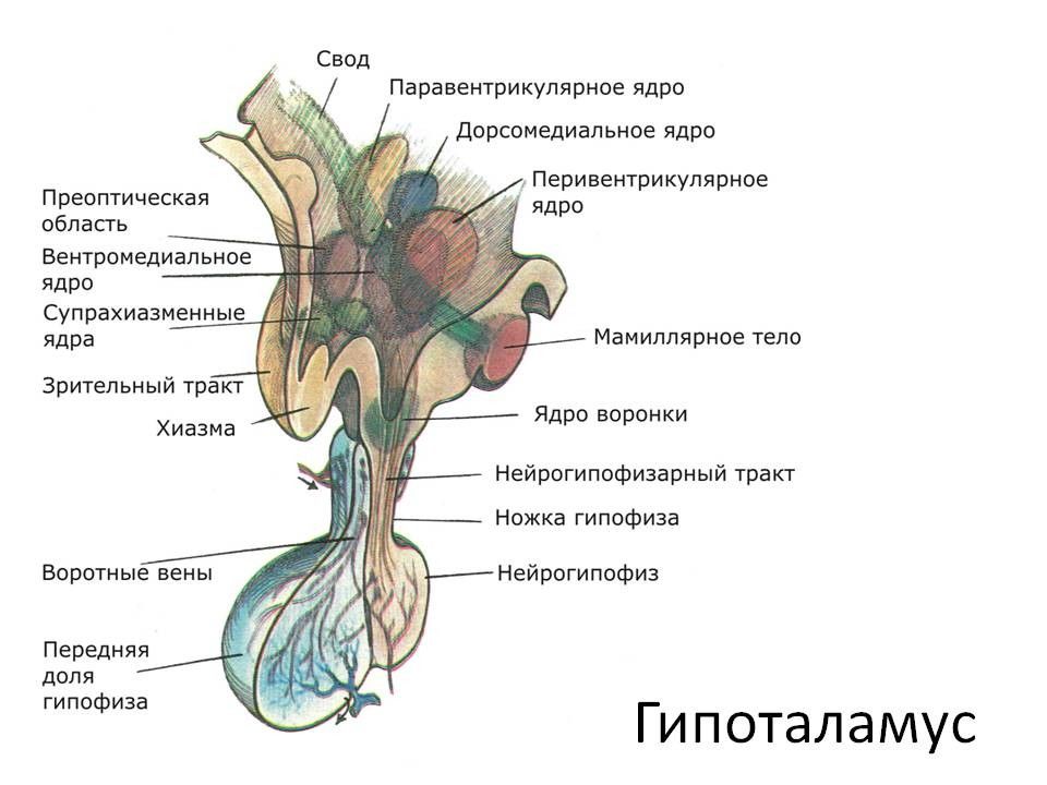 Менструальный цикл Менструальный цикл