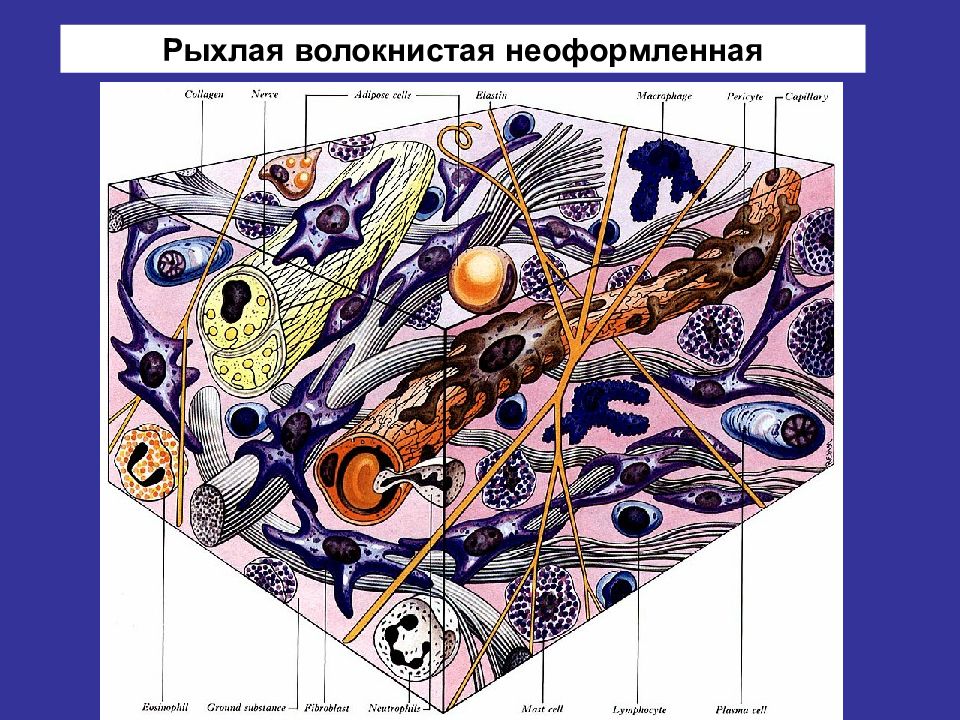 Рыхлая волокнистая ткань. Рыхлая соединительная ткань в черепе. Рыхлая соединительная ткань между органами и сосудами. РВСТ рисунок. Клетки рыхлой волокнистой соединительной ткани под микроскопом.